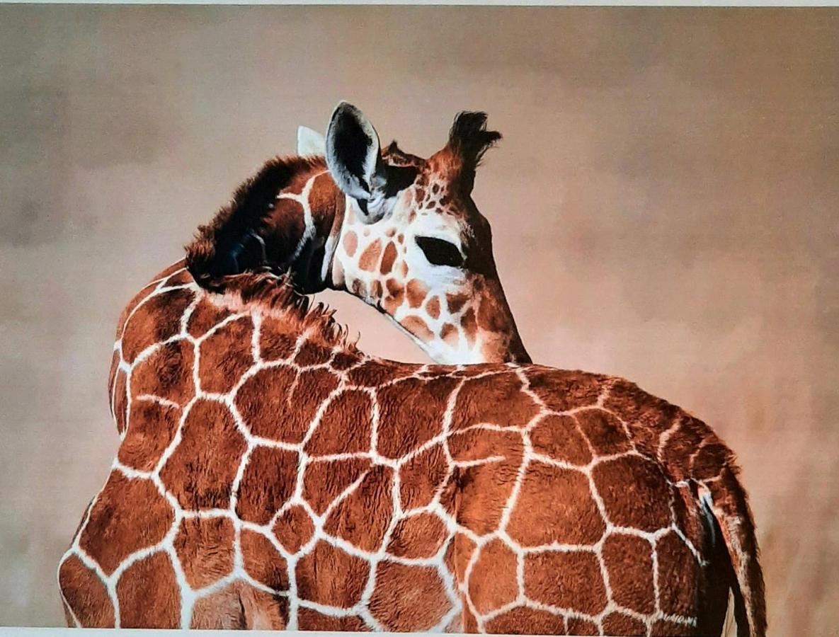 Sidárion Serengeti Nap Comfy Rooms المظهر الخارجي الصورة